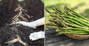 Endless Asparagus: Planting Tips for Decades of Harvests