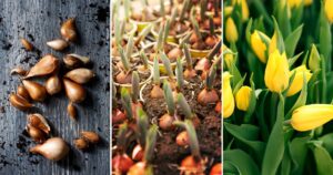 The Ultimate Guide to Growing and Caring for Tulips: A Gardener’s Handbook