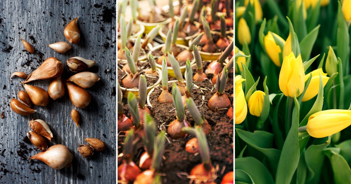 The Ultimate Guide to Growing and Caring for Tulips: A Gardener’s Handbook