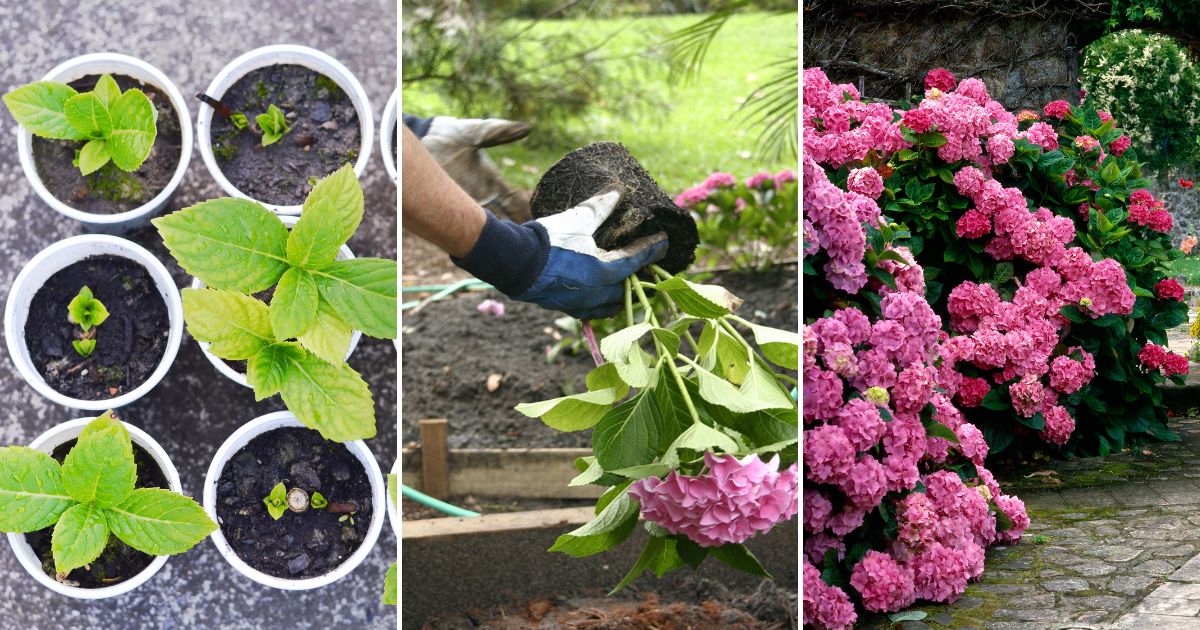 5 Essential Hydrangea Care Tips for Spectacular Summer Blooms