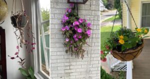 11 Common Mistakes Gardeners Make with Hanging Baskets