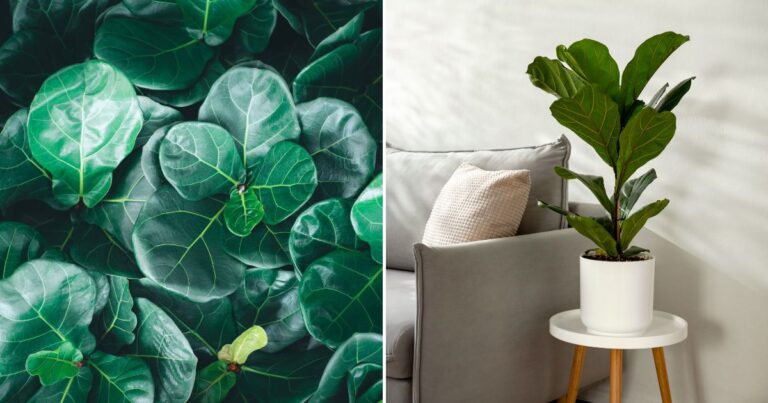 Fiddle Leaf Fig Care: Tips for Watering and Maintenance