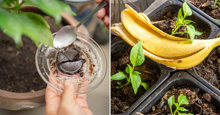 From Kitchen to Garden: 7 Surprising Fertilizers You Already Have!