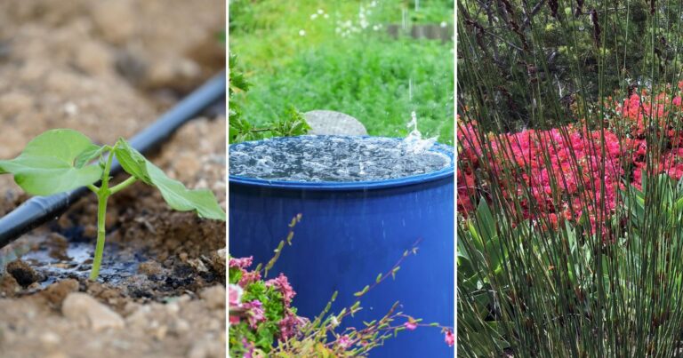 Green Garden, Low Water: How to Thrive During a Drought