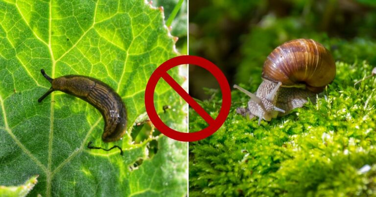 How To Stop Slugs & Snails Destroying Your Garden