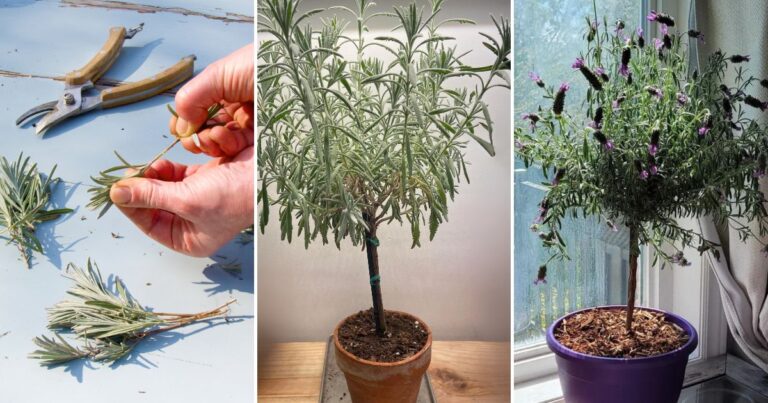 How to Care for a Lavender Tree: Transform Your Garden with These Easy Steps