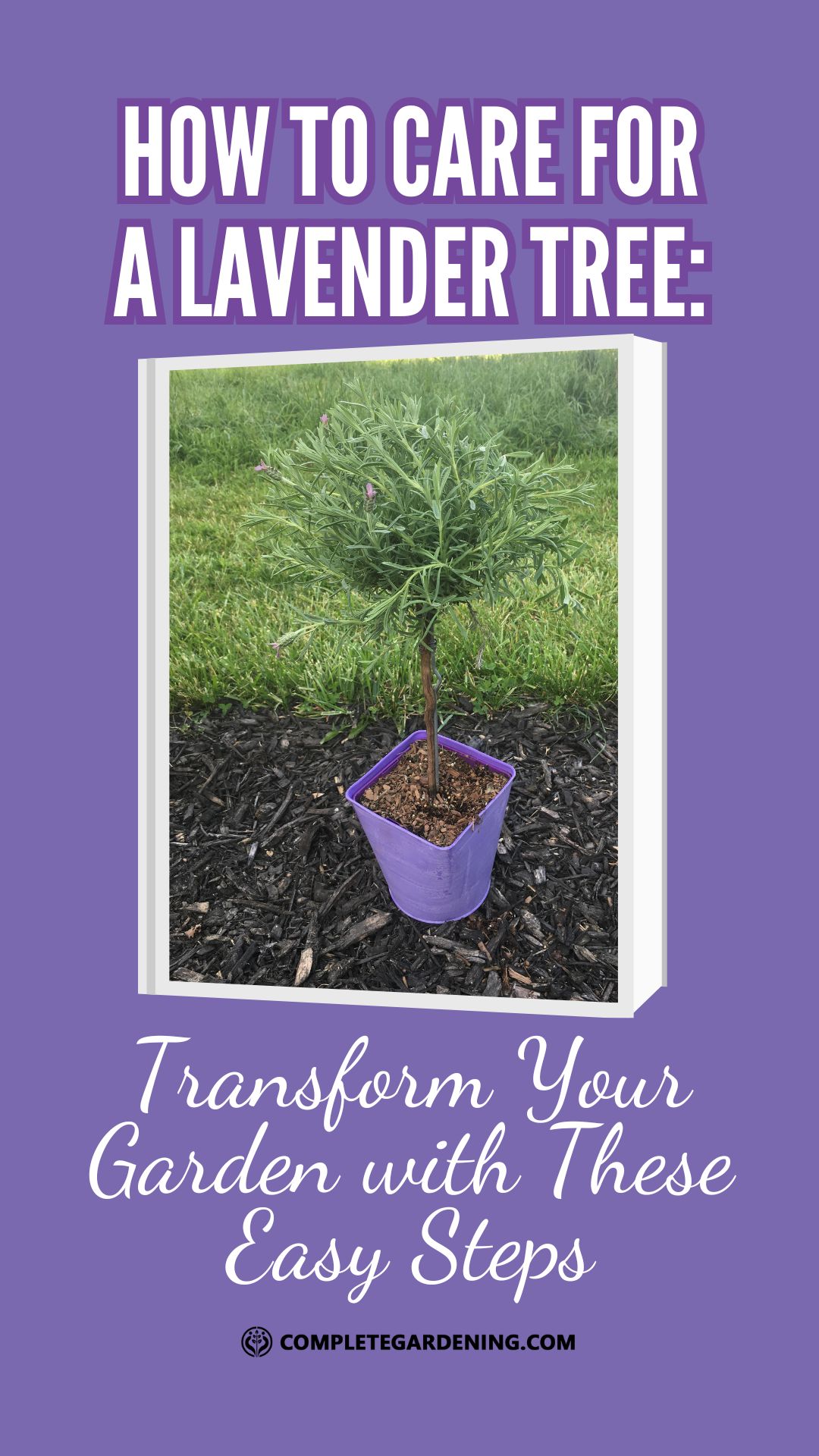 How to Care for a Lavender Tree Transform Your Garden with These Easy