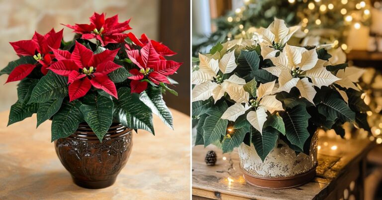 Keep Your Poinsettias Thriving During the Holidays