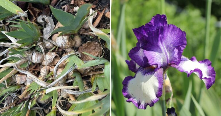 Maximize Iris Blooms: Best Time and Methods for Division