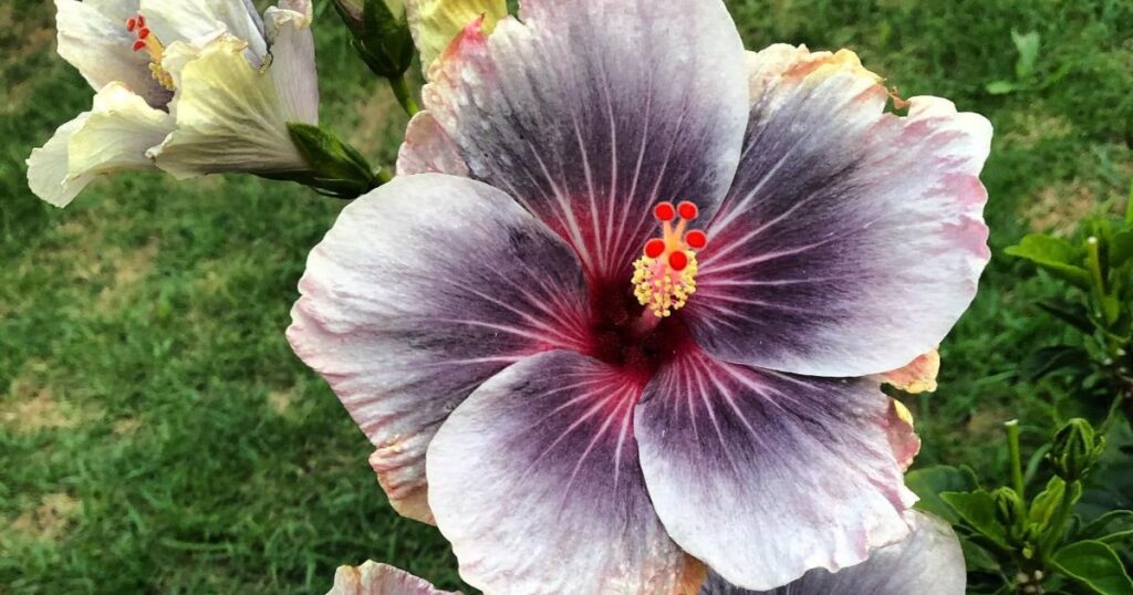 Midnight Tryst Hibiscus: Beginner’s Guide to Stunning Garden Results