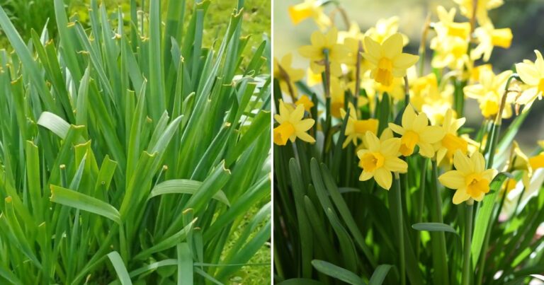 Reasons Why Your Daffodils Only Grow Leaves – And How to Fix It