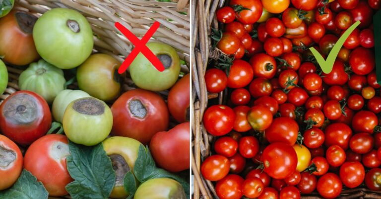 Save Your Tomatoes: 6 Proven Methods Against Blossom End Rot