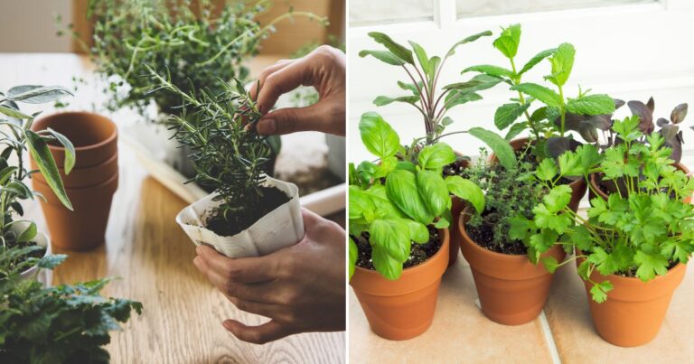 Start a Thriving Indoor Herb Garden: A Beginner’s Guide