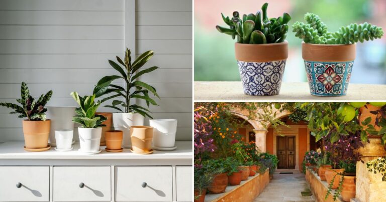 Terracotta Pots: Everything You Need to Know
