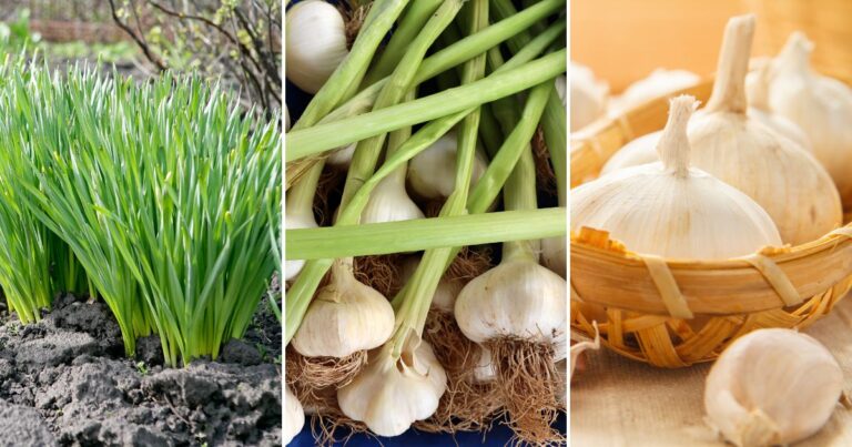 The Essential Guide to Growing and Harvesting Garlic