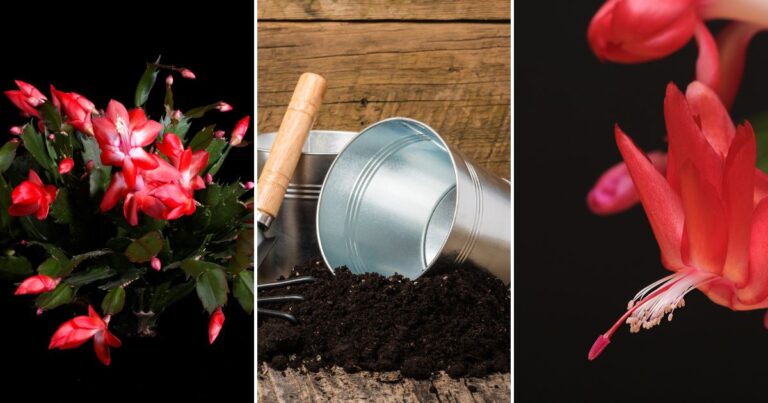 The Ideal Soil Mix for Christmas Cacti: A Gardener’s Guide