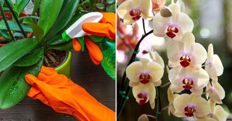 The Right Way to Water Orchids: Avoid Common Mistakes!