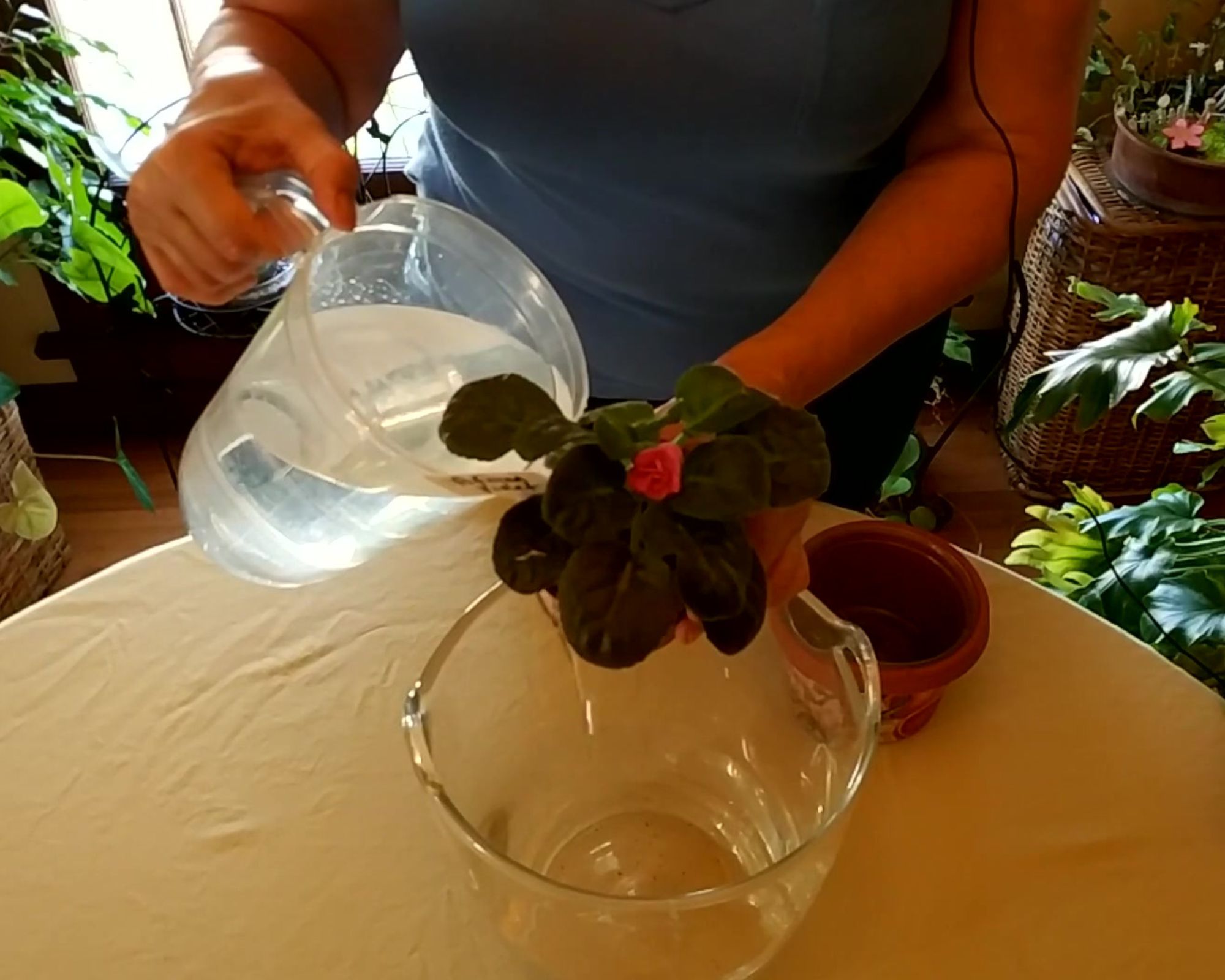 Why This is the Right Way to Water African Violets - Complete Gardening
