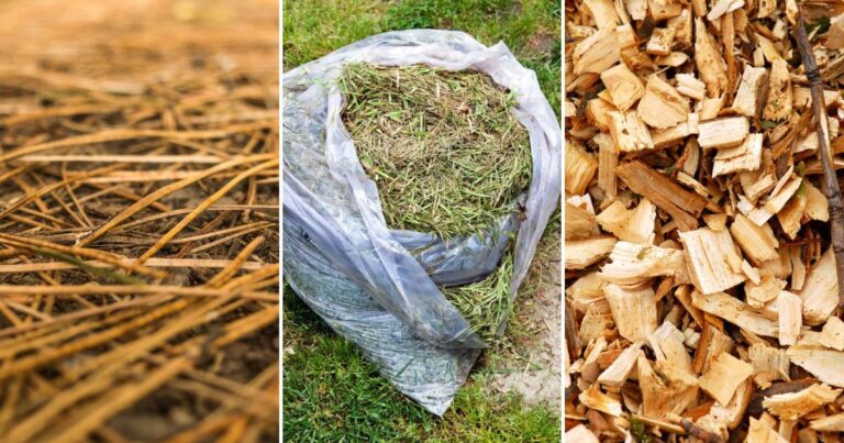 Transform Your Garden Beds with These 9 Organic Mulching Materials