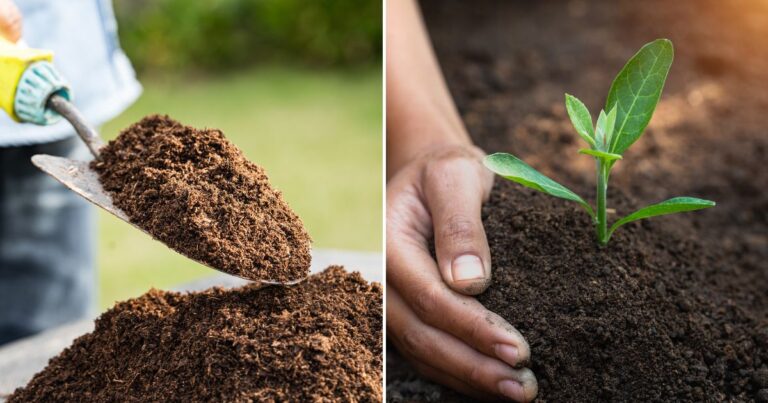 Ultimate Garden Boost: 7 Organic Soil Enhancers