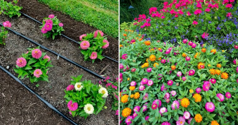 Zinnia Flowers: Easy Steps to a Colorful Summer Garden