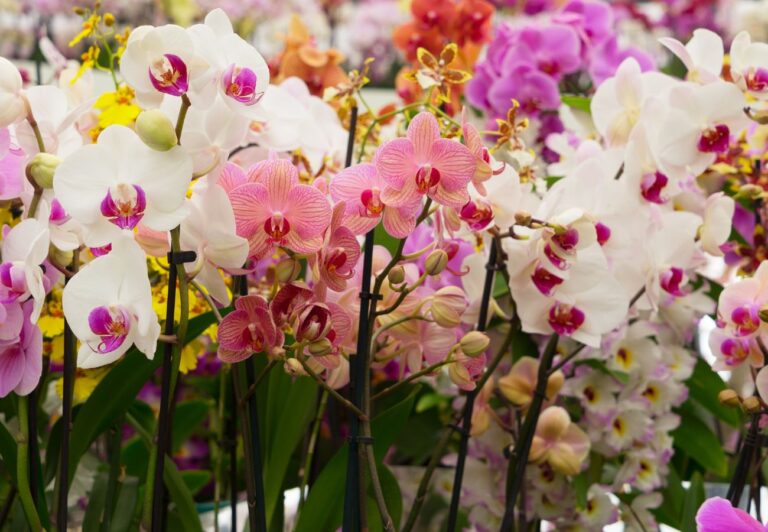 Mastering Orchid Care: Proven Tips for Stunning Re-Blooms