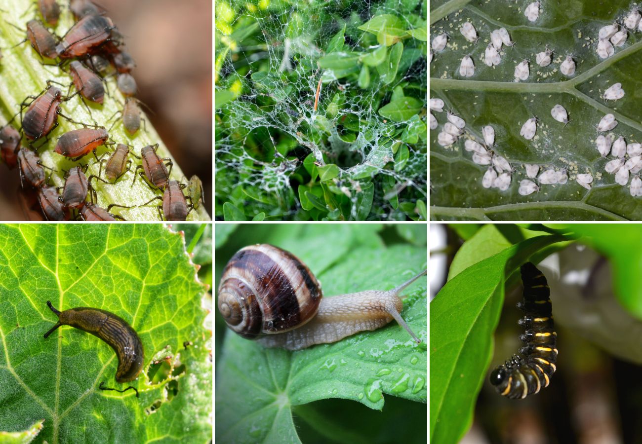 6 Natural Pest Control Methods That Actually Work (Without Harming Your ...