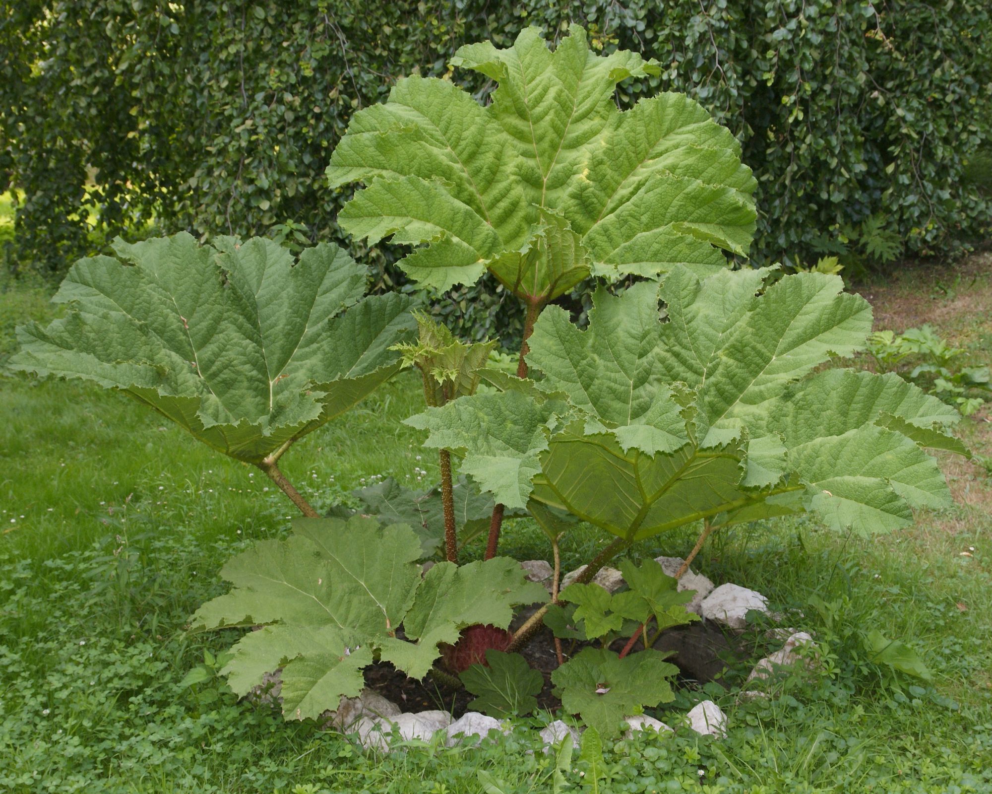 14+ Plants With Large Leaves 14+ Plants With Large Leaves