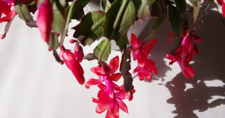10 Things You’re Doing Wrong with Your Christmas Cacti