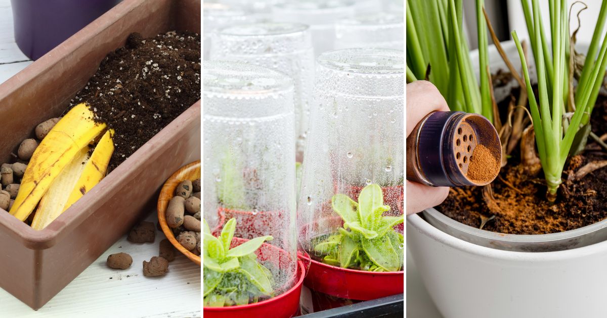 10 Top Gardening Hacks