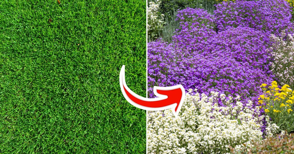 11 Ground Cover Plants That Can Replace Your Grass