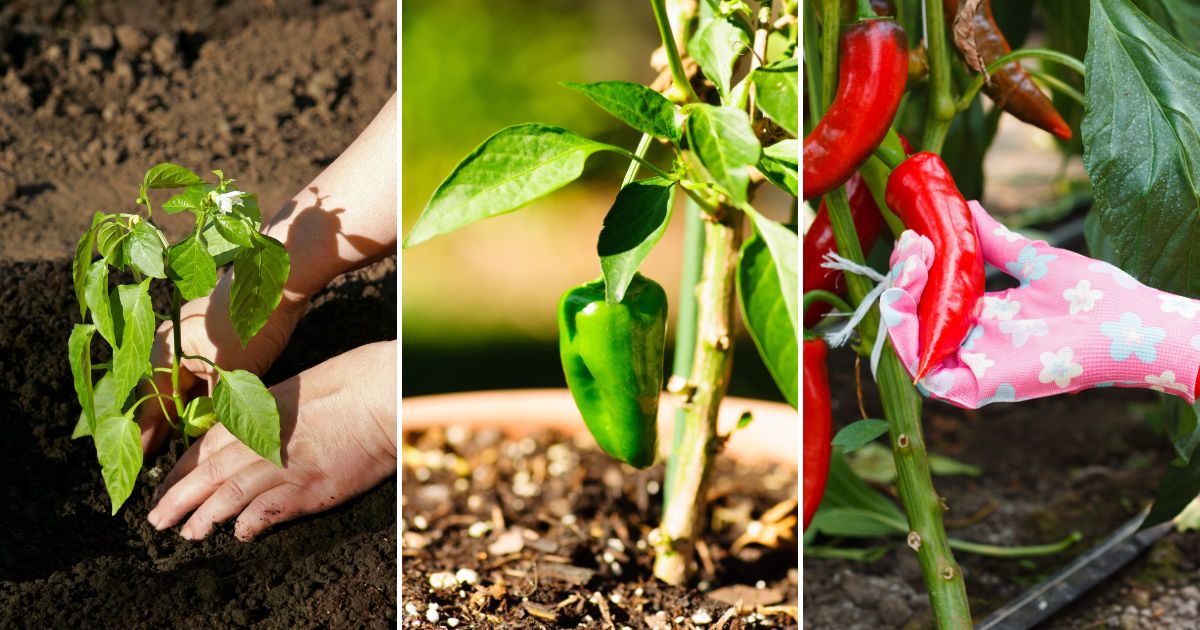 11 Secrets to Growing Exceptional Peppers