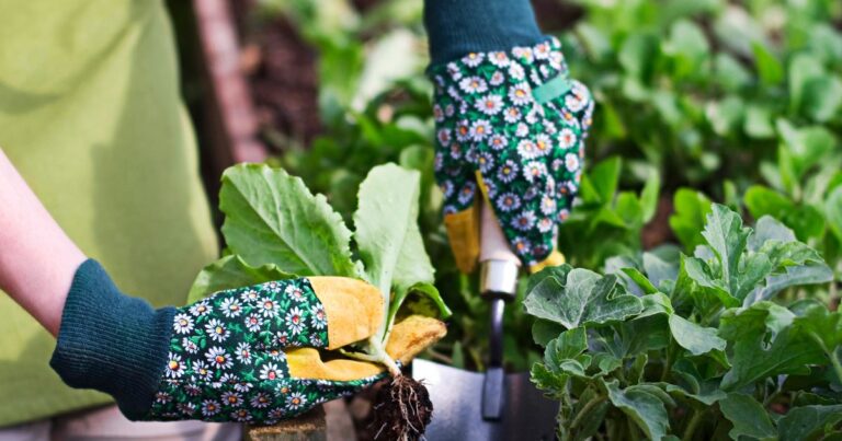 12 Things I Wish I Knew Before I Started Gardening