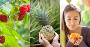 17 Fruits You Can Easily Grow At Home And Enjoy Fresh Produce