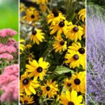 17 Plants That Thrive In Poor Soil: Transforming Tough Garden Spots