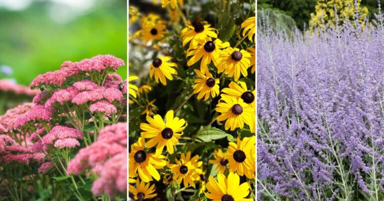 17 Plants That Thrive In Poor Soil: Transforming Tough Garden Spots