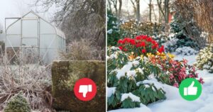 25 Beautiful Flowering Plants That Bloom in Winter