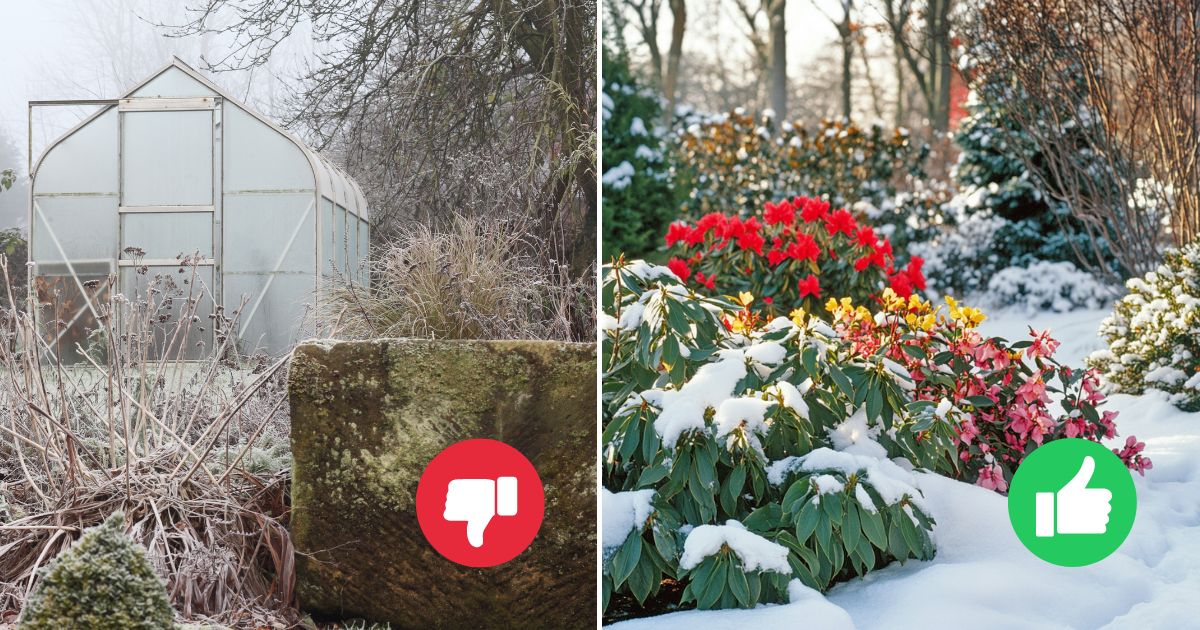 25 Beautiful Flowering Plants That Bloom in Winter