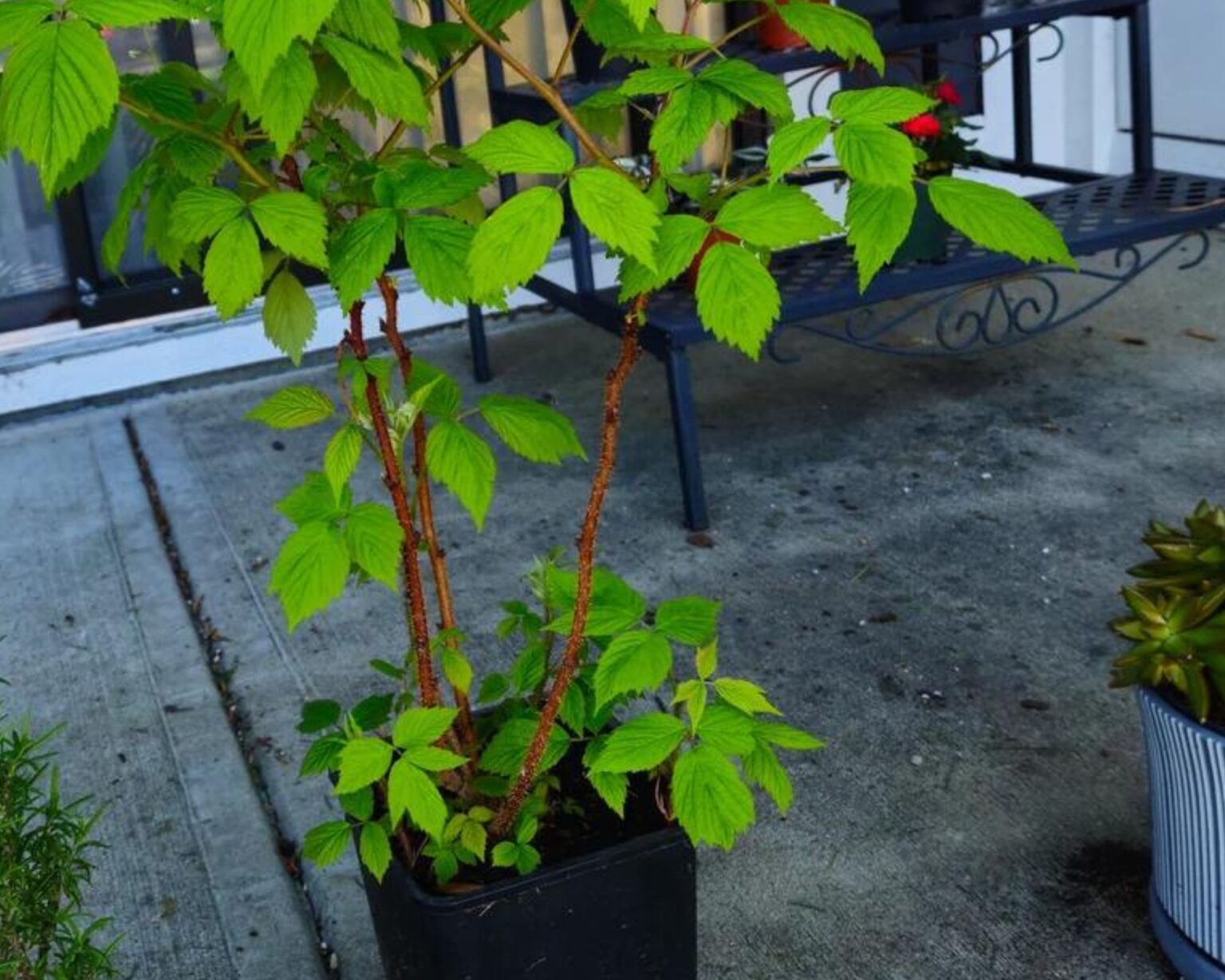 30 Pot-Friendly Veggies, Fruits, and Herbs You Need - Complete Gardening