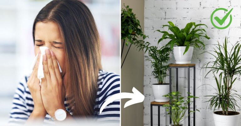 8 Houseplants for a Dust-Free and Allergy-relief home
