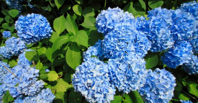 Autumn Beauty: 17 Hydrangeas That Shine in the Fall Garden