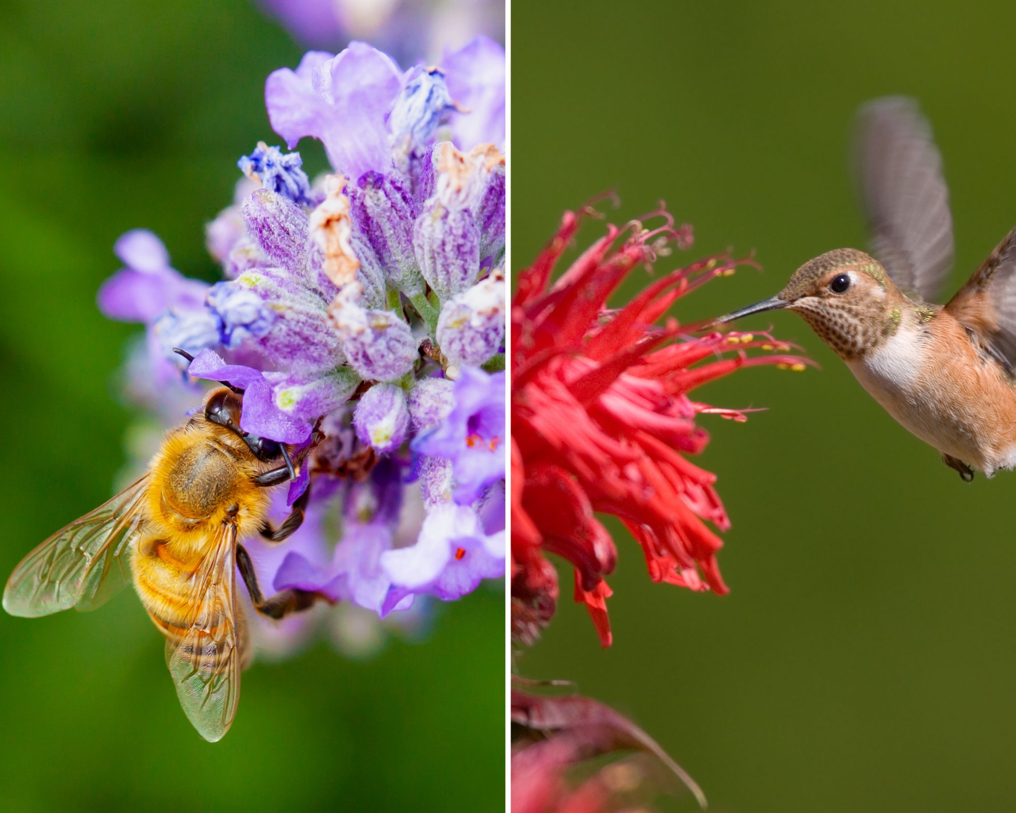 Plants to Attract Pollinators: Butterfly Favorites! - Complete Gardening