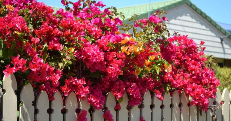 Bougainvillea Brilliance: How to Achieve a Garden Masterpiece