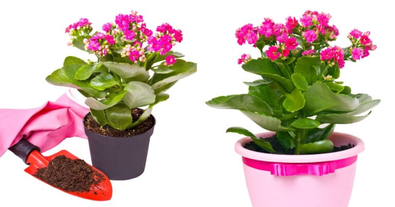 Calandiva Care Tips: Are You Missing This?