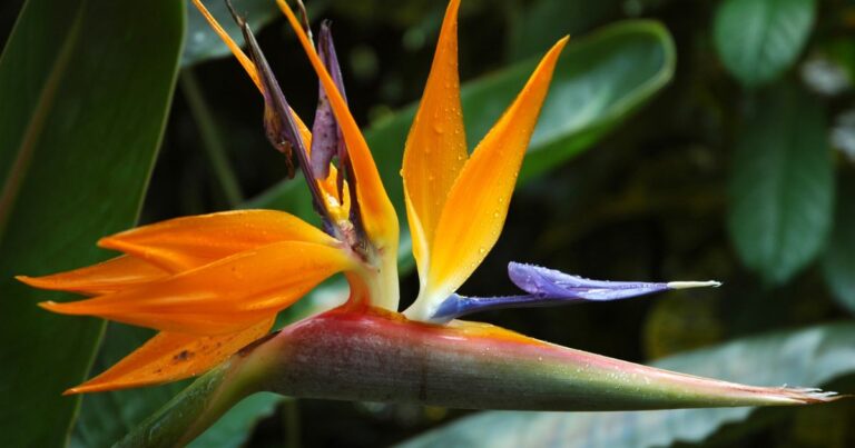 Can You Overwater a Bird of Paradise? Here’s the Surprising Truth