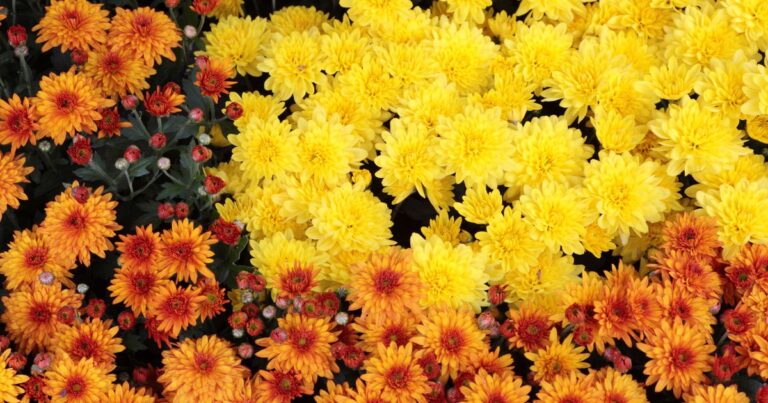 Chrysanthemums: Uncover the Complete Guide to Perfect Plant Care