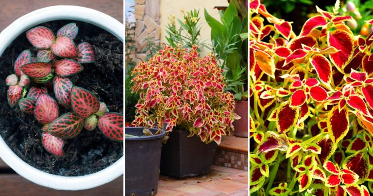 Coleus Plant Care: Unlock the Potential of Your Garden’s Boldest Beauty