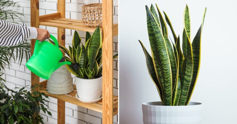 Could You Be Watering Your Snake Plant All Wrong? Find Out Now