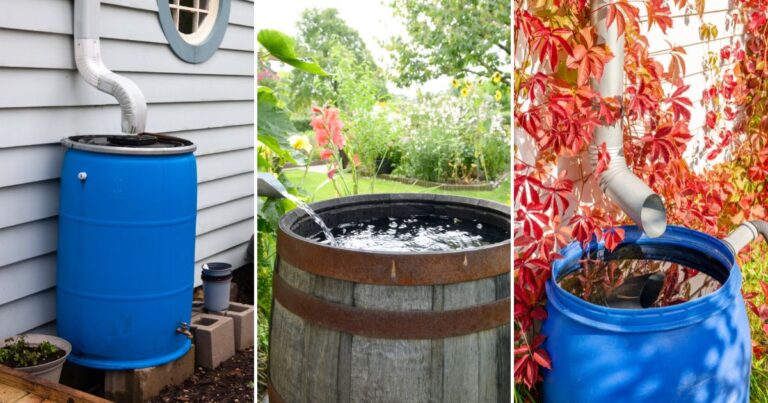 DIY Rain Barrels: The Ultimate Water-Saving Hack