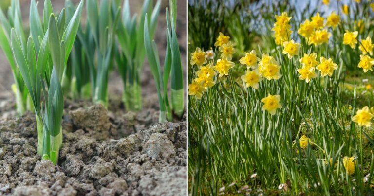 Dainty Daffodils: The Path to Perennial Perfection